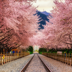 DU LỊCH HÀN QUỐC MÙA HOA ANH ĐÀO: SEOUL – NAMI – EVERLAND 5N4Đ