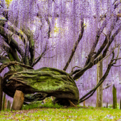 Tour du lịch Nhật Bản mùa hoa tử đằng: TOKYO – PHÚ SĨ – NAGOYA – KYOTO – OSAKA 5N6Đ