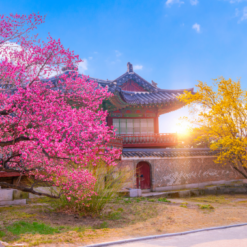 Du Lịch Hàn Quốc: SEOUL – NAMI – EVERLAND 5N4Đ | Bay Vietnam Airlines/ Vietjet Air