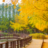 Du lịch Hàn Quốc mùa thu: SEOUL – NAMI – EVERLAND 5N4Đ | Bay Vietjet Air